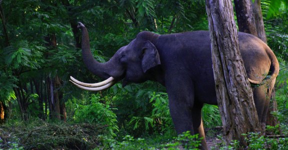 Muthanga Wildlife Sanctuary